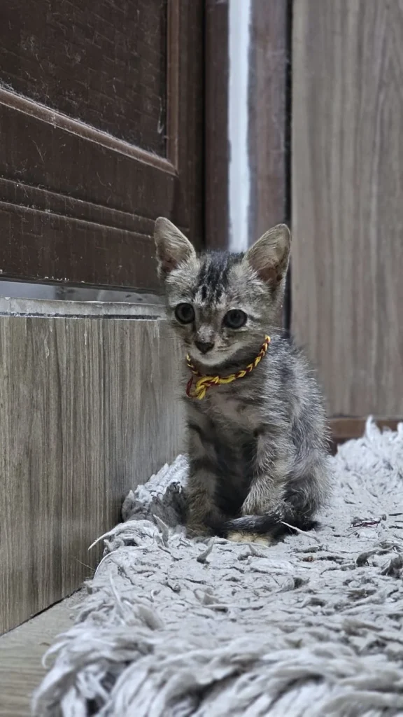 Adoption Appeal — 1.5-MONTH-OLD Female KITTEN(Mehrauli) - kitten in Delhi NCR