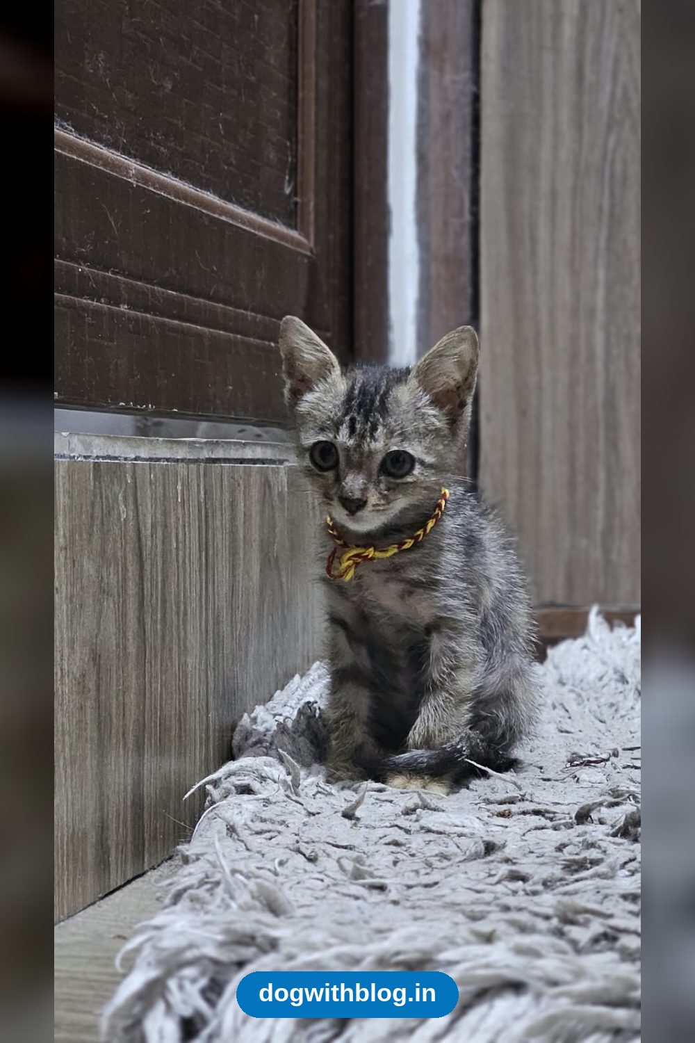 A 1.5-Month-Old Mehrauli Kitten Is Looking for a Home — Delhi NCR