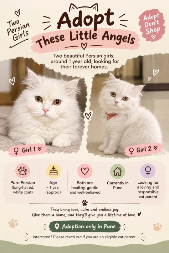 Two Pure Persian Sisters Need a Home Together, adoptable cat in Pune