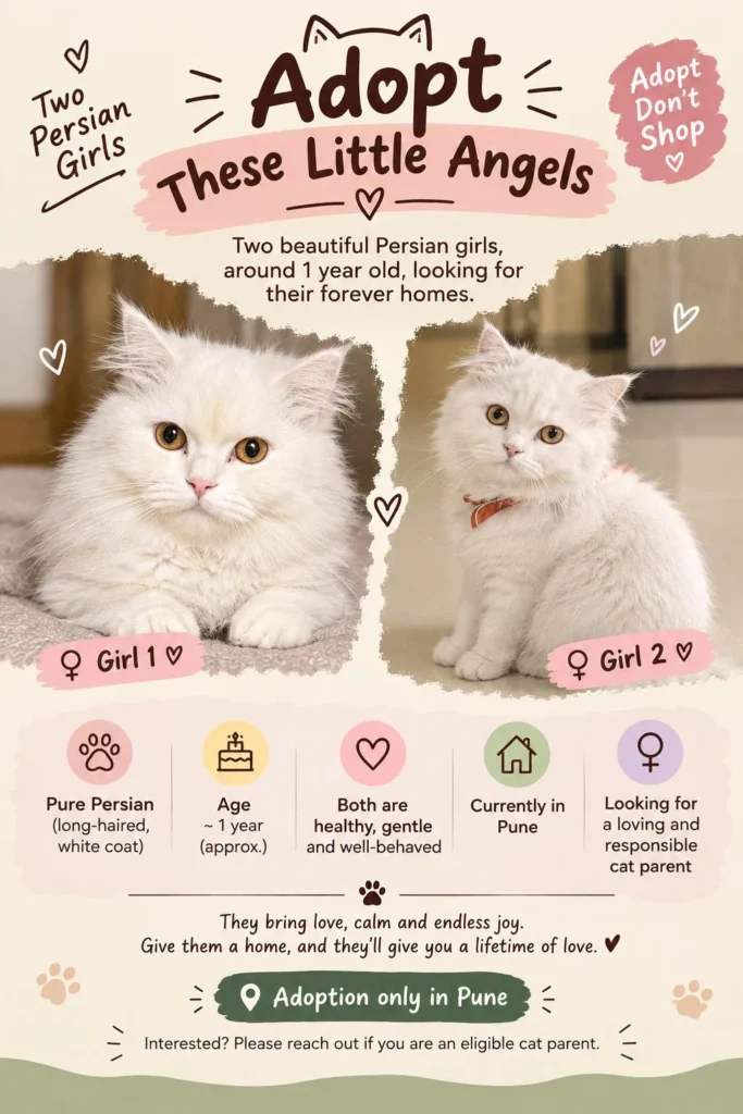A poster showing two white Persian cats side by side, labelled Girl 1 and Girl 2