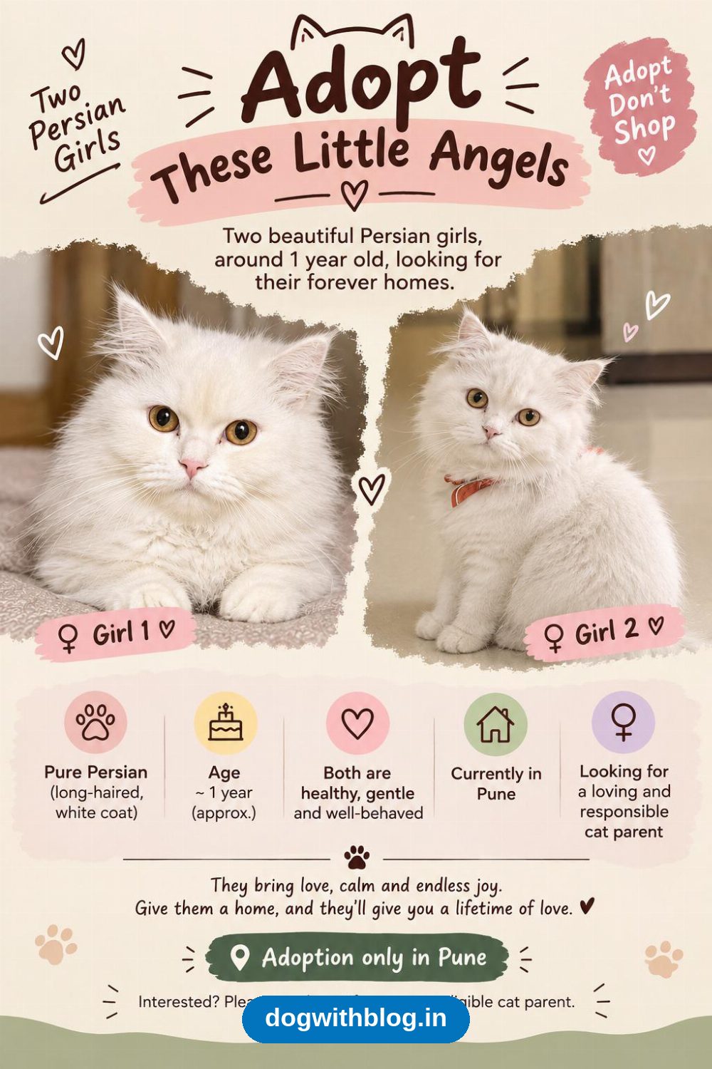 Two Pure Persian Sisters Need a Home Together — Pune
