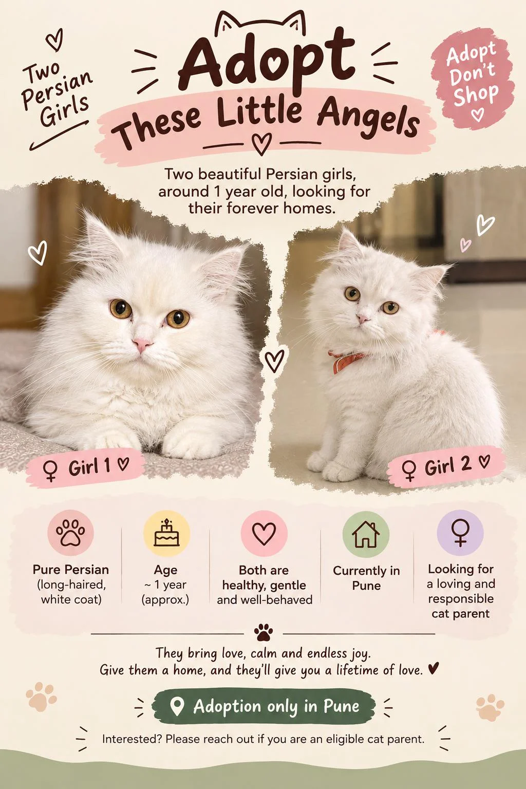 Two Pure Persian Sisters Need a Home Together in Pune