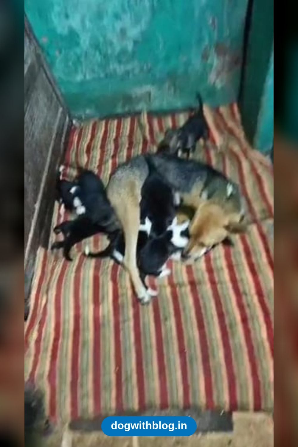 A Litter of Puppies With Their Mother Needs a Home — Ranchi