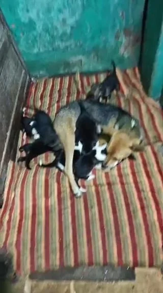 A mother dog nursing a litter of puppies on a striped mat in a corner