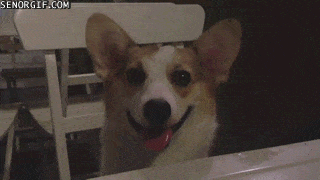 Corgi confused