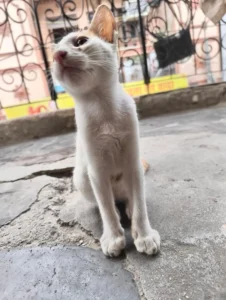 Six Kittens From Two Litters Born To The Same Stray Cat Need Homes