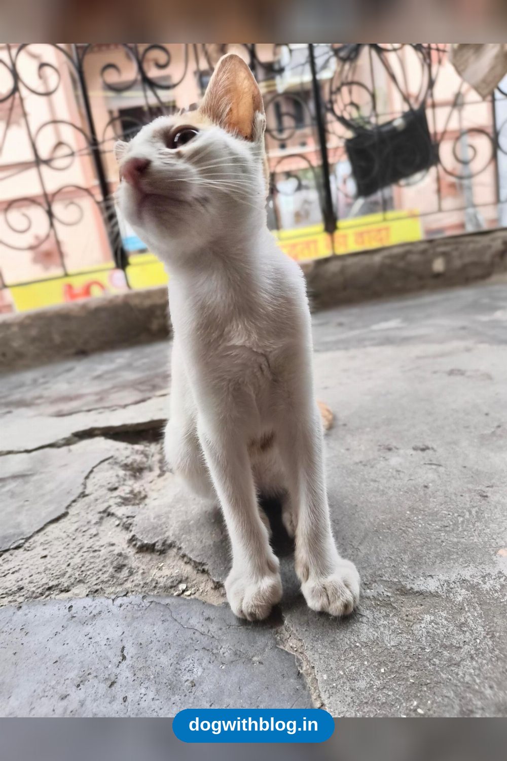 Six Kittens From Two Litters Born To The Same Stray Cat Need Homes — Delhi NCR