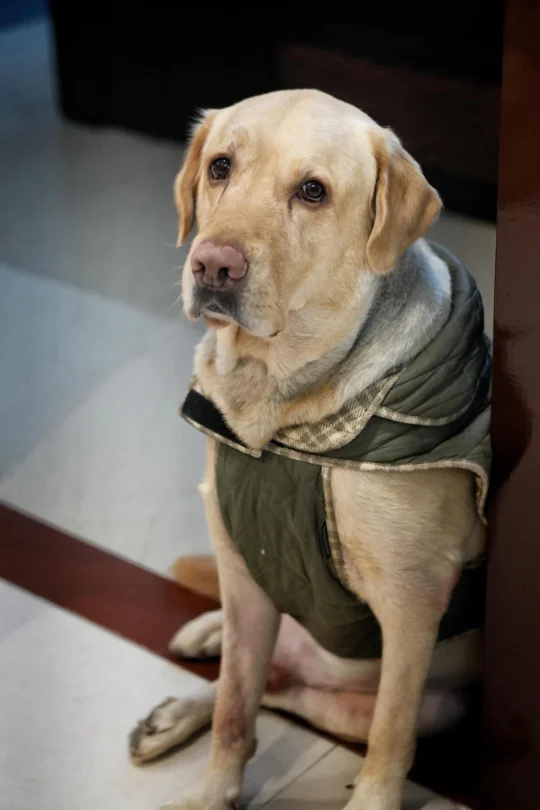 Cashew, a Gentle 4.5-Year-Old Labrador, Needs a New Home, adoptable dog in Mathura