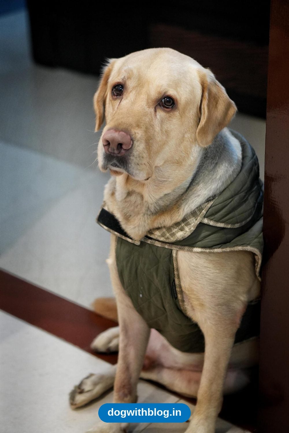 Cashew, a Gentle 4.5-Year-Old Labrador, Needs a New Home — Nagpur