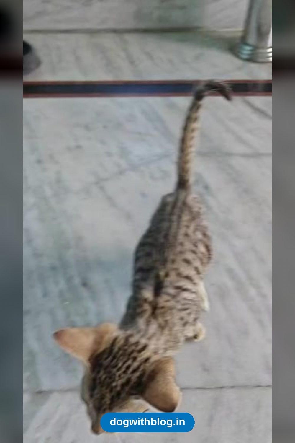 Found Alone in Haldwani, This Brown Tabby Kitten Needs a Permanent Indoor Home