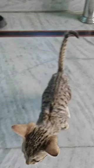 A small brown tabby kitten walking across a tiled floor in Haldwani