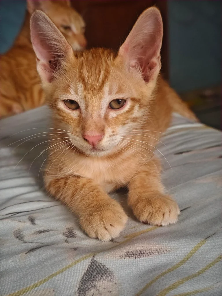 Ginger mama cat & 3 kittens need a home - kitten for adoption in Delhi NCR