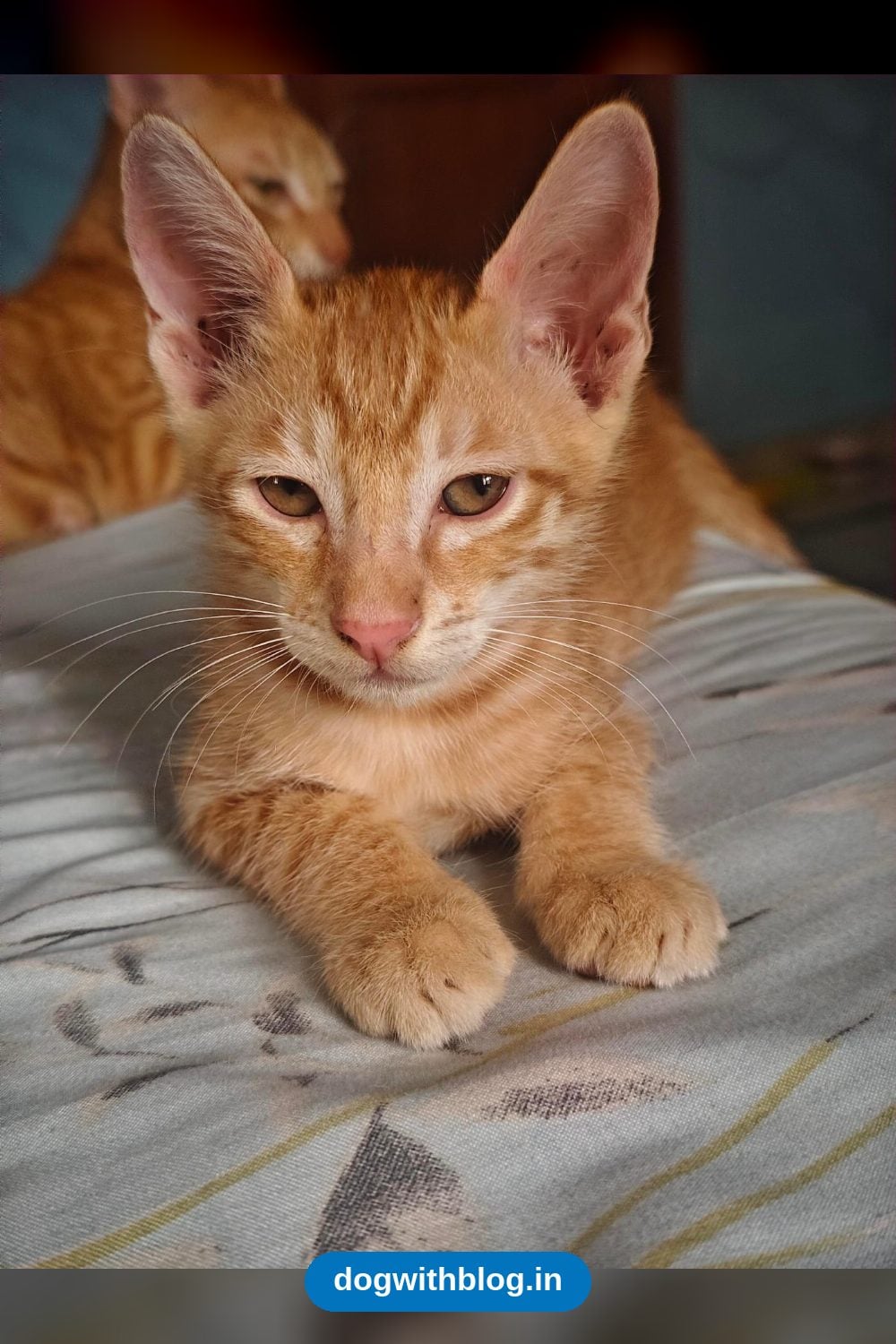 A Ginger Mother Cat and Her Three Kittens Need Homes — Delhi NCR