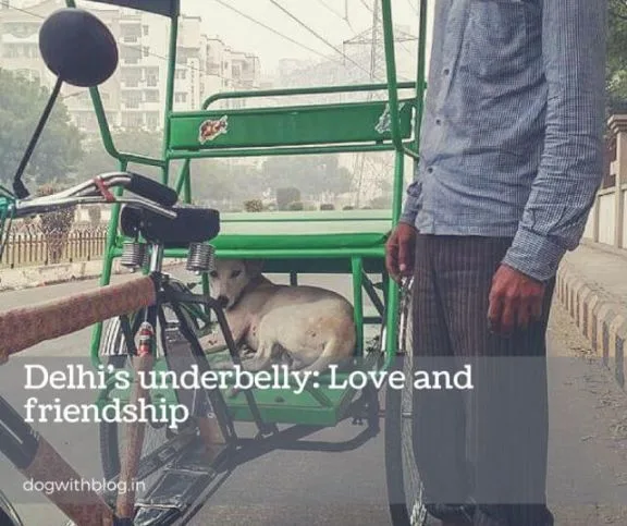 Bhondu, a Delhi street dog, resting beside the cycle-rickshaw of the man who raised him