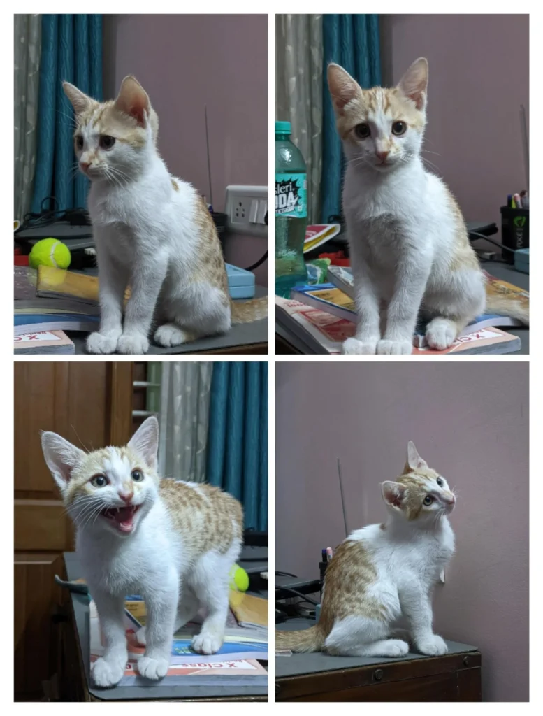 A ginger-and-white kitten in four photos, sitting and standing on a desk near a tennis ball and books