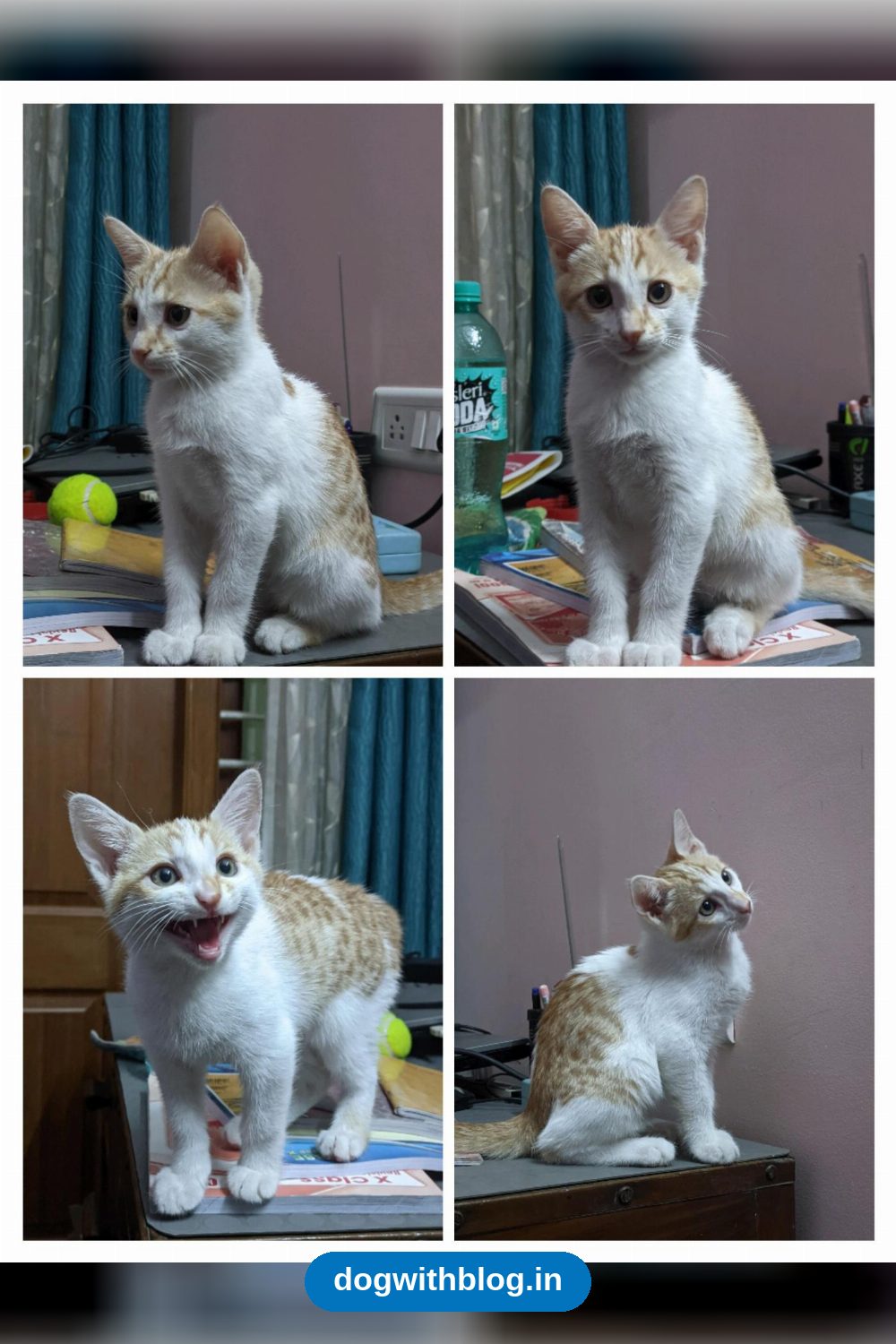 Help these 5 little kittens find their forever homes — RR Nagar — Bengaluru