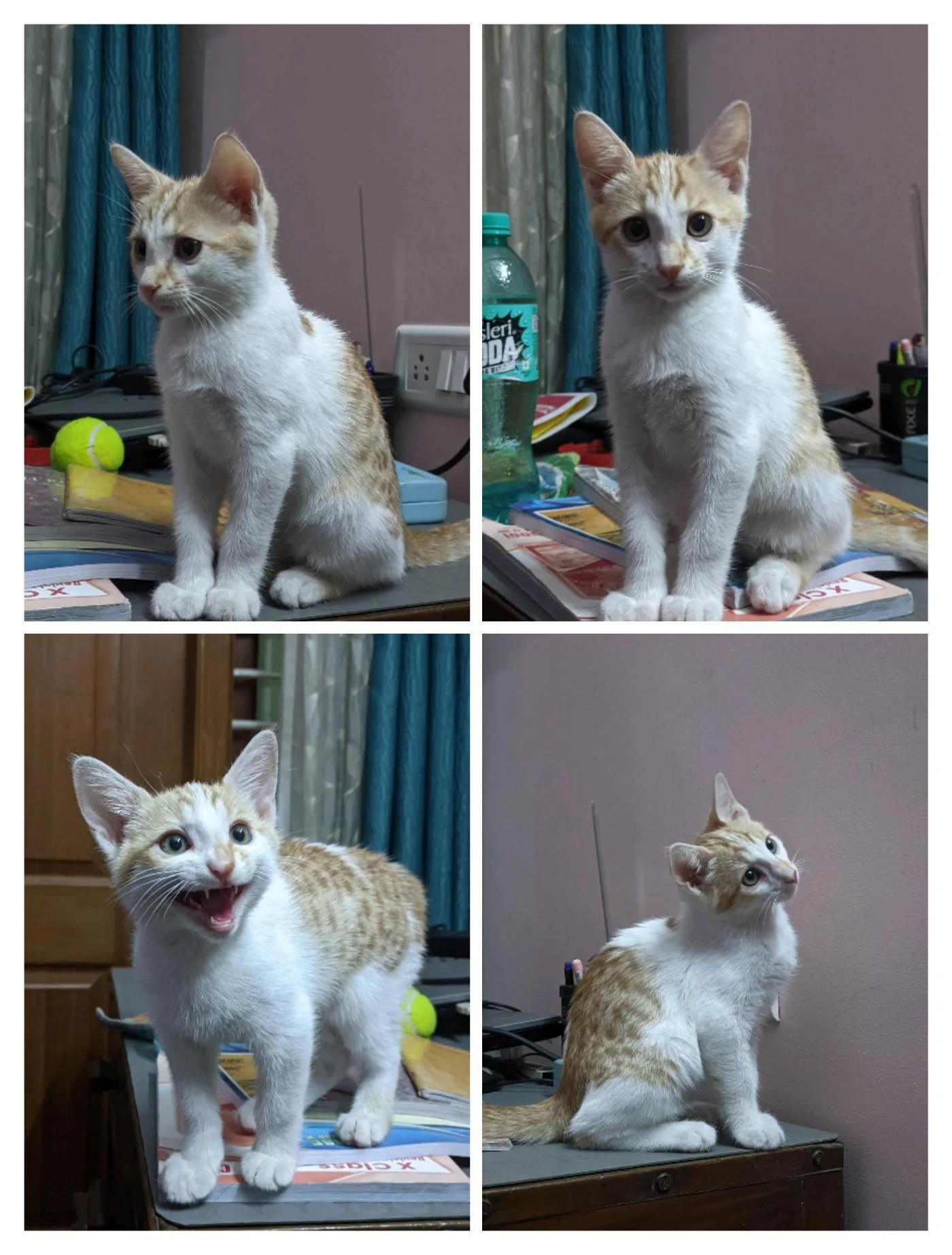 A ginger-and-white kitten in four photos, sitting and standing on a desk near a tennis ball and books