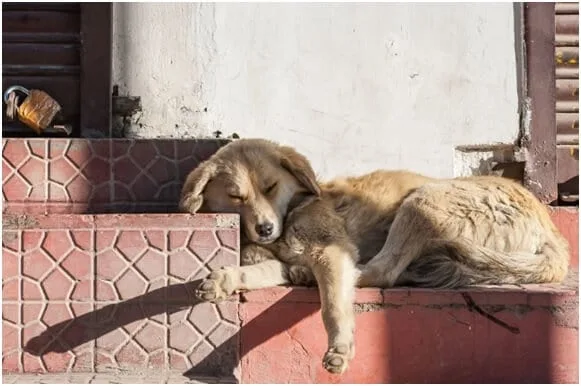 dog allergies treatment