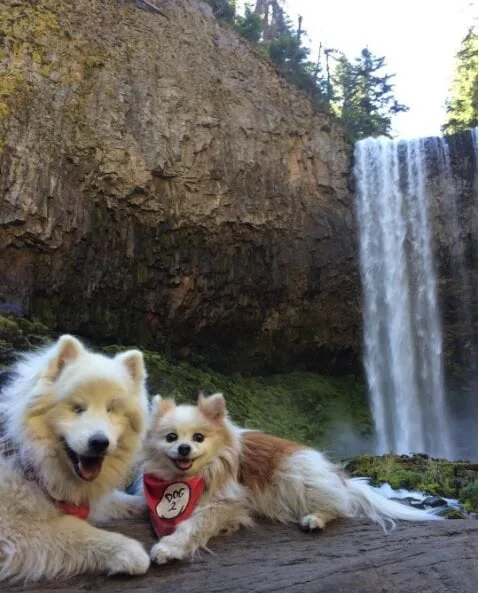 Blind Dog & his wonderful guide puppy