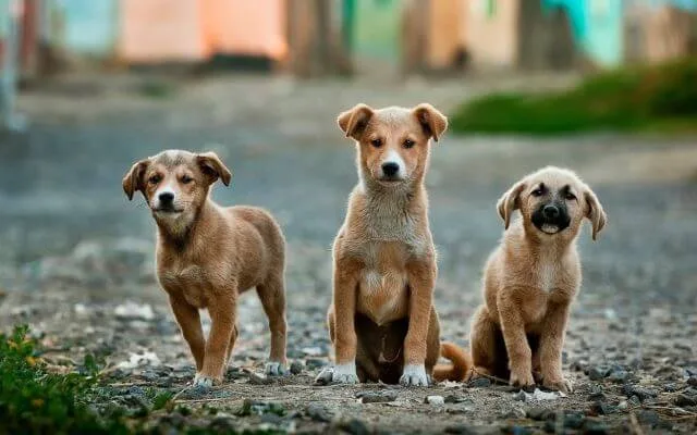 Pictures Of Cute Baby Animals
