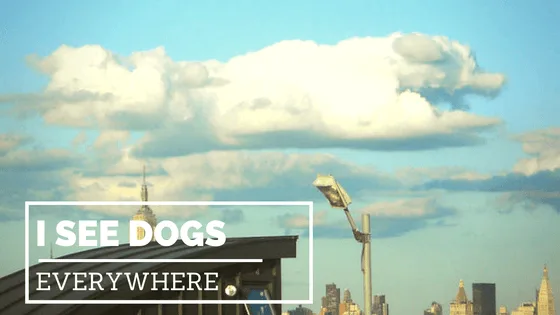 When you see your dog absolutely everywhere