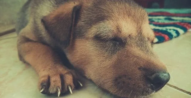What do dogs dream about