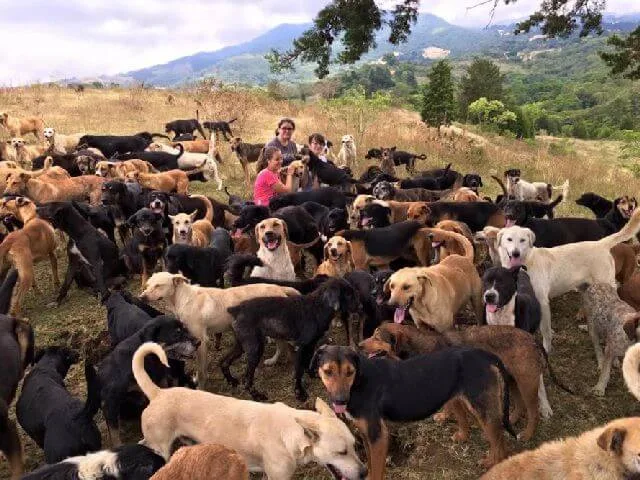 land of the strays