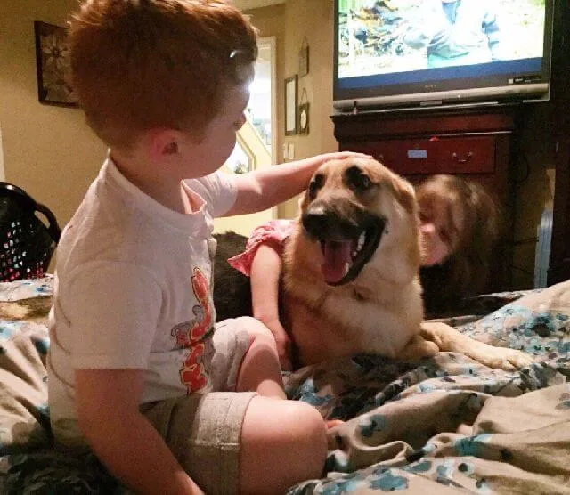 dog rattlesnake