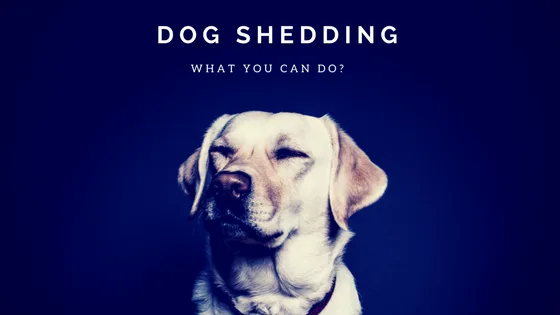 dog shedding tips