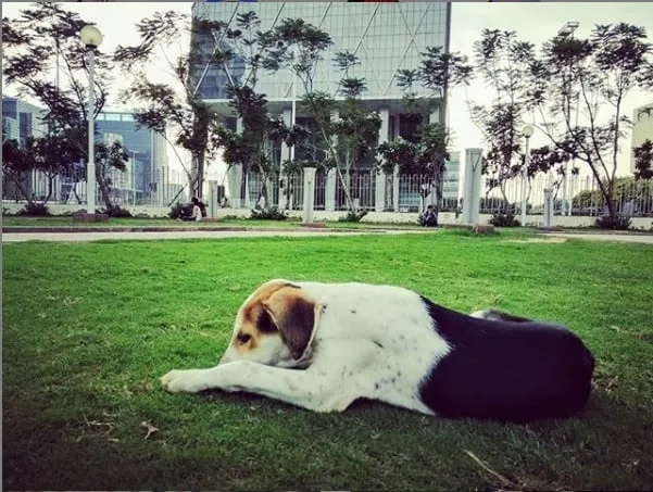 ennui dog