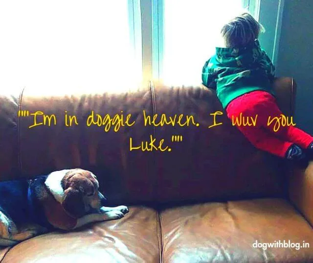 doggie heaven pic