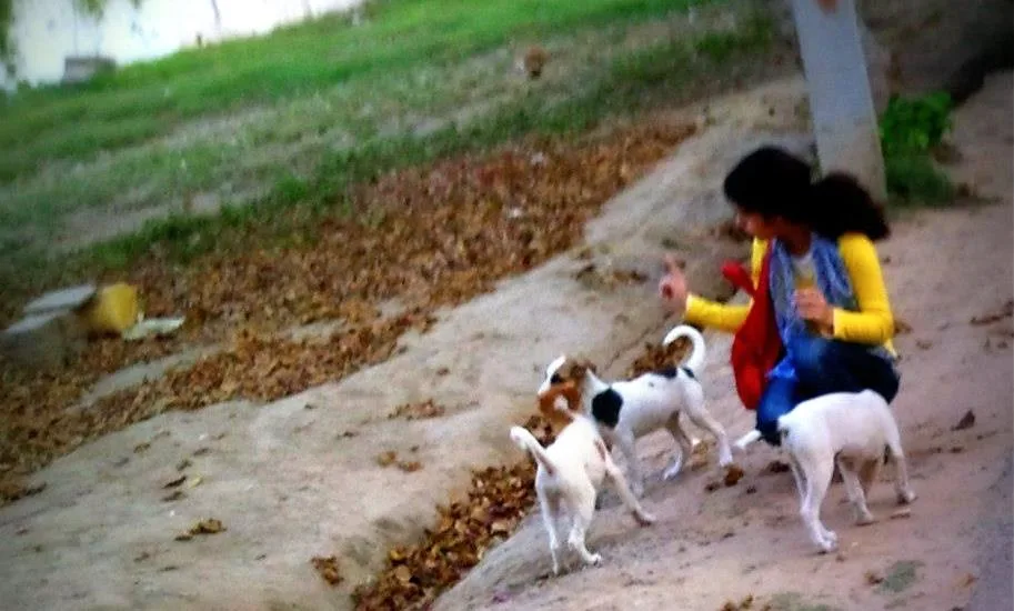 feed stray dogs India