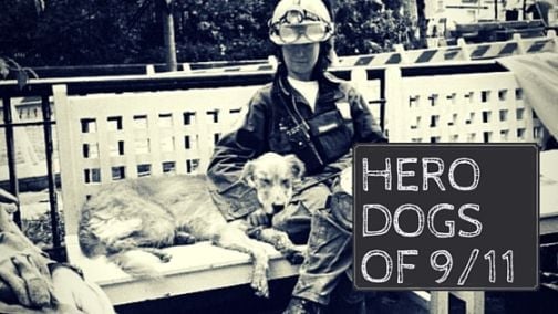 dogs of 911 hero restored