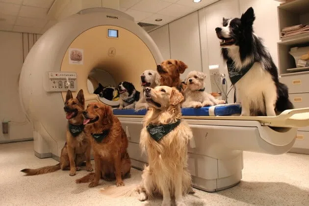 dogs understand human language