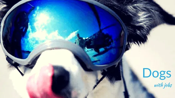dogs with jobs