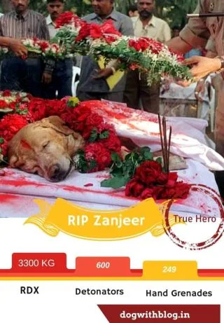 police dog Zanjeer Bombay bomb blasts