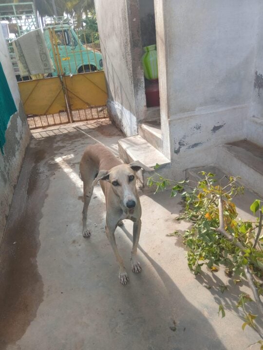 Lost Dog — Dommy, adoptable dog in Tiruppur