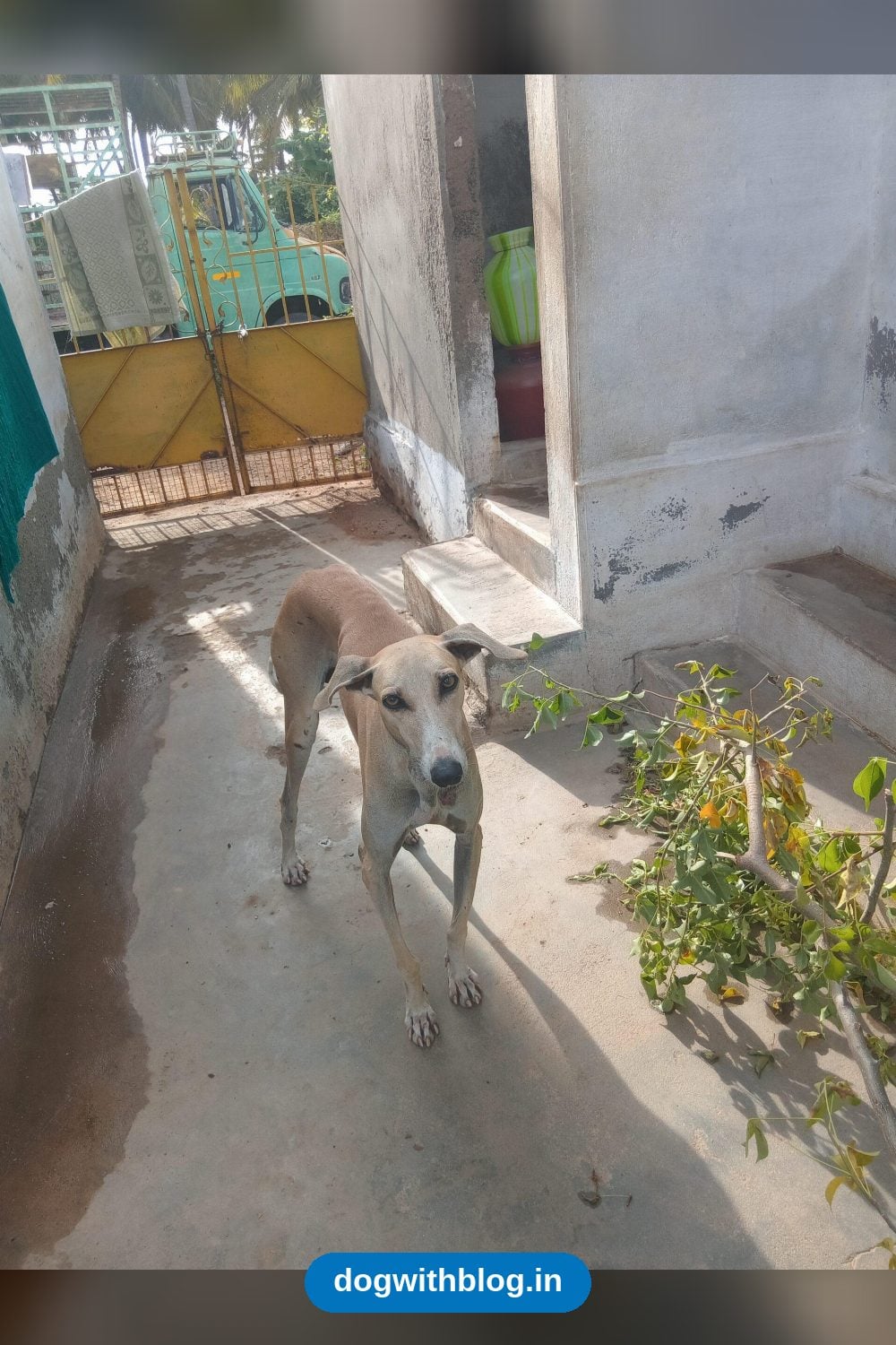 Lost Dog — Dommy — Tiruppur