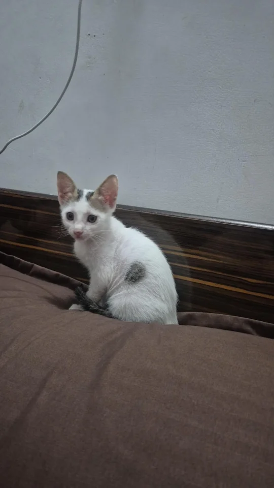A Two-Month-Old Kitten Needs a Home, adoptable cat in Dehradun
