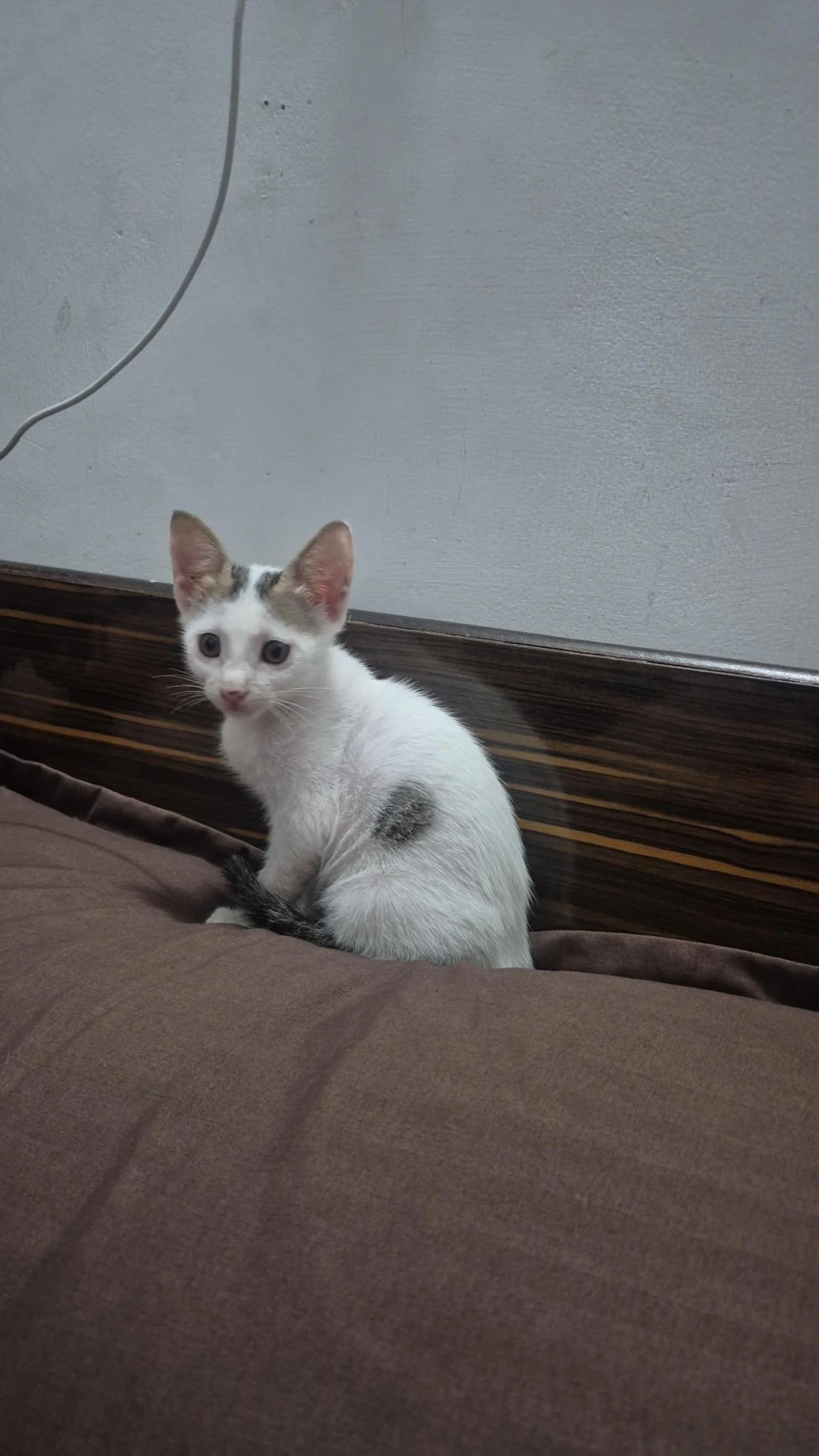 A Two-Month-Old Kitten Needs a Home in Dehradun