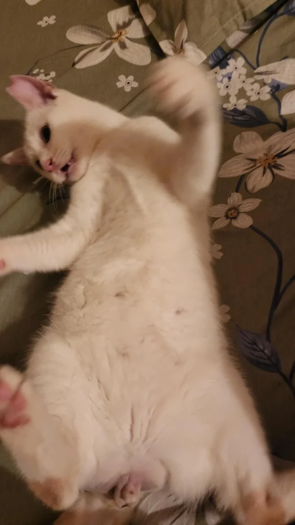 Temu, a white cat, lying on his back on a floral bedspread with one paw raised