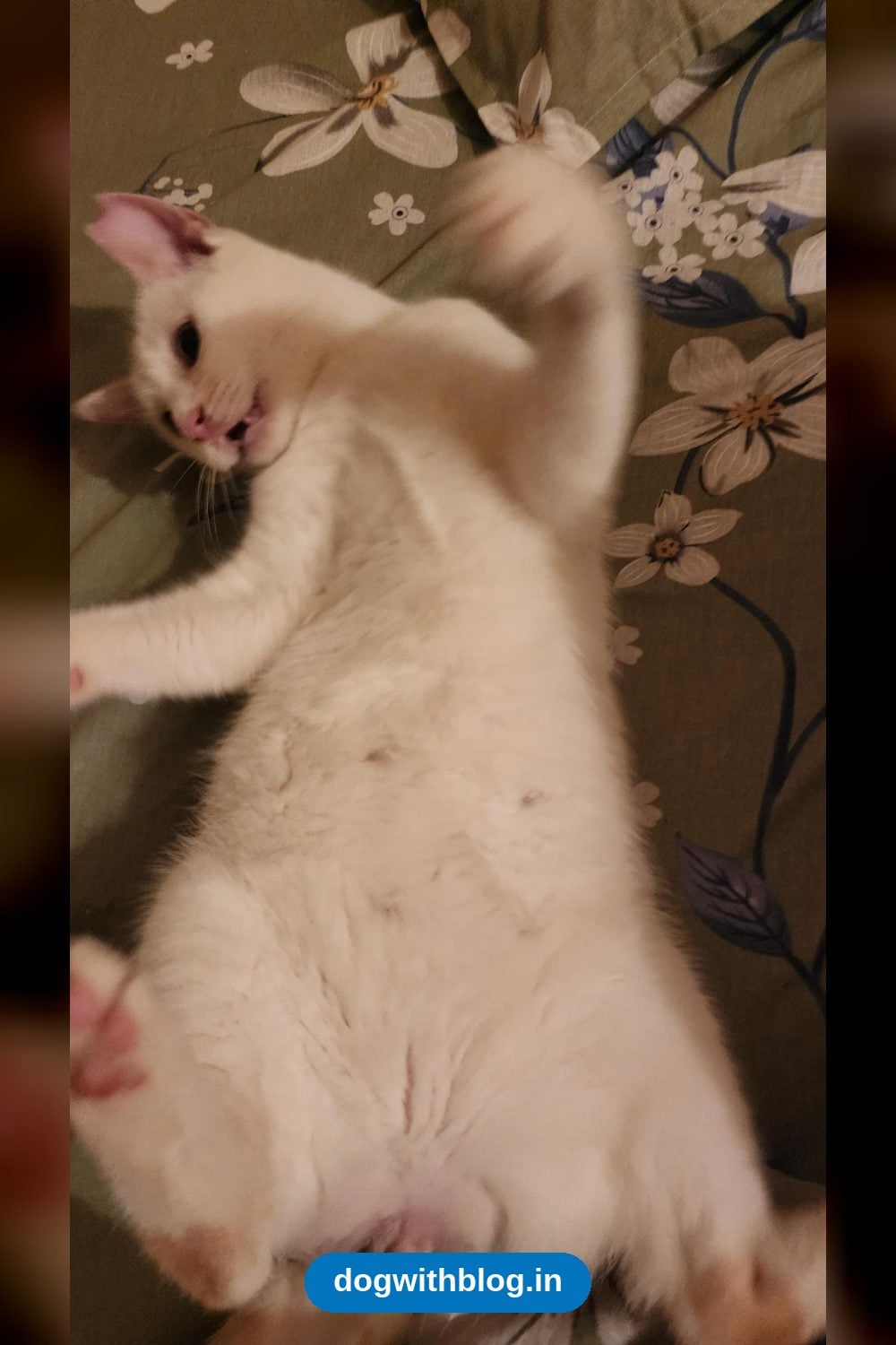 Temu and Kiro, a Bonded Cat Pair, Need a Home Together — Mumbai