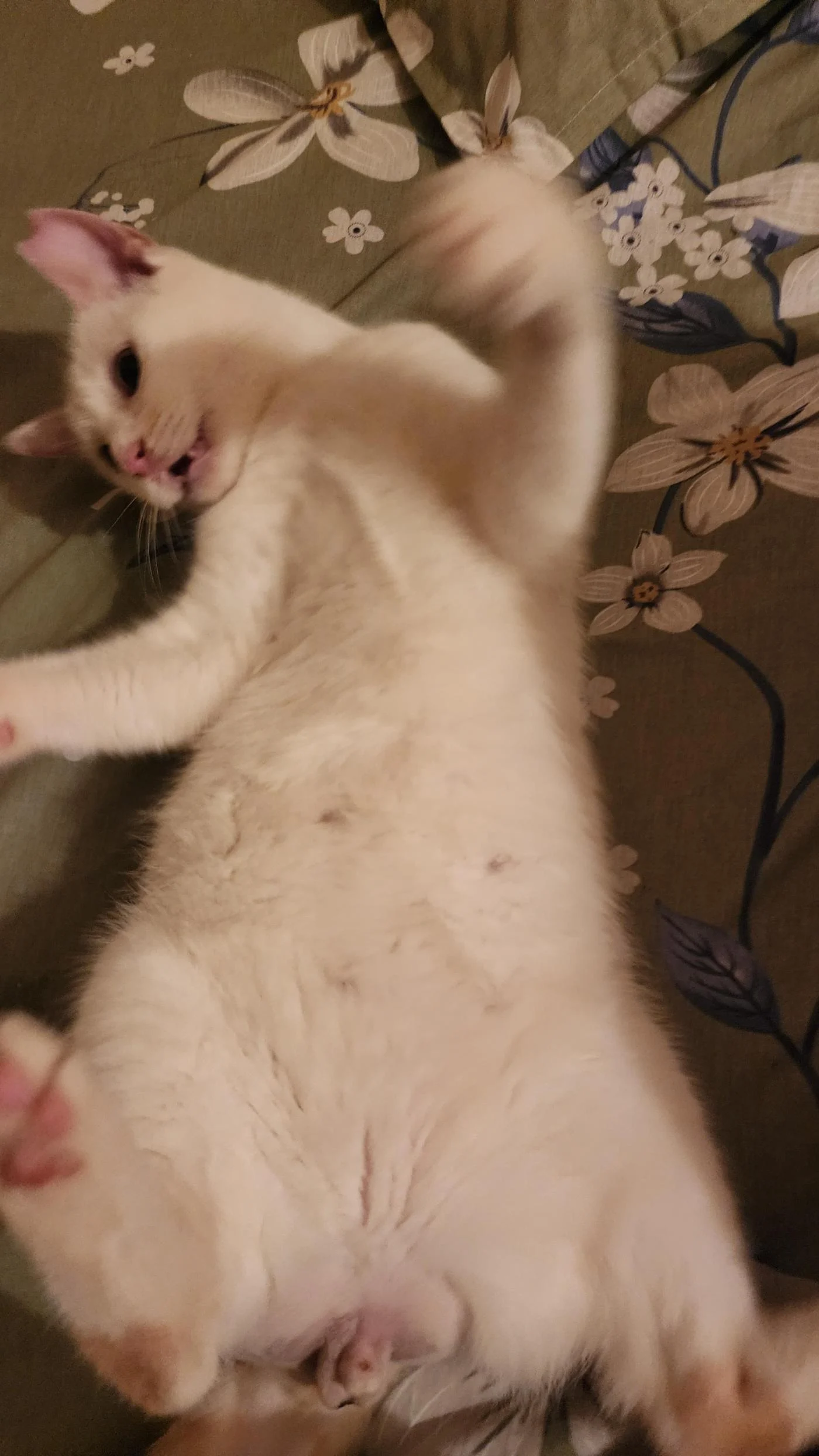 Temu and Kiro, a Bonded Cat Pair, Need a Home Together in Mumbai
