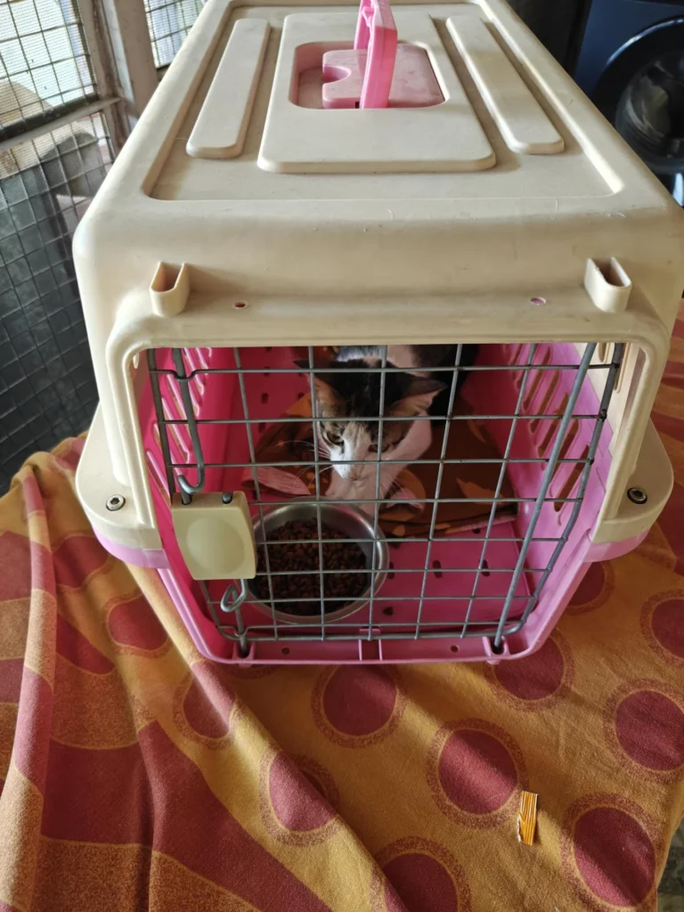 A calico rescue kitten peers out from a pink pet carrier lined with a towel, in Jodhpur.