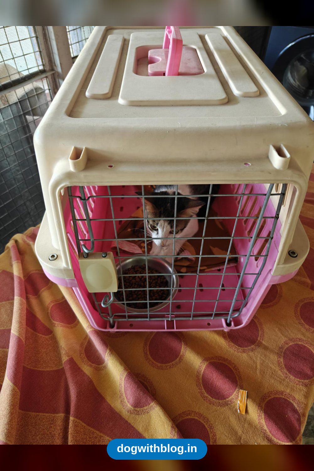 A Recovering Rescued Kitten Needs a Foster or a Home — Jodhpur
