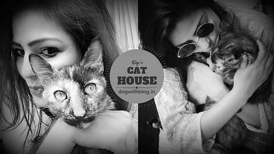 adopt black cat