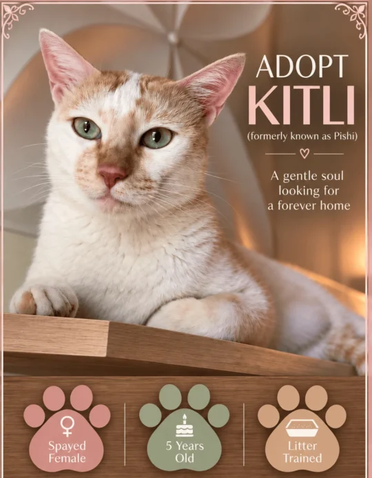 Kitti, a Five-Year-Old Spayed Cat, Needs a New Home After a Resident Cat Rejected Her, adoptable cat in Mumbai