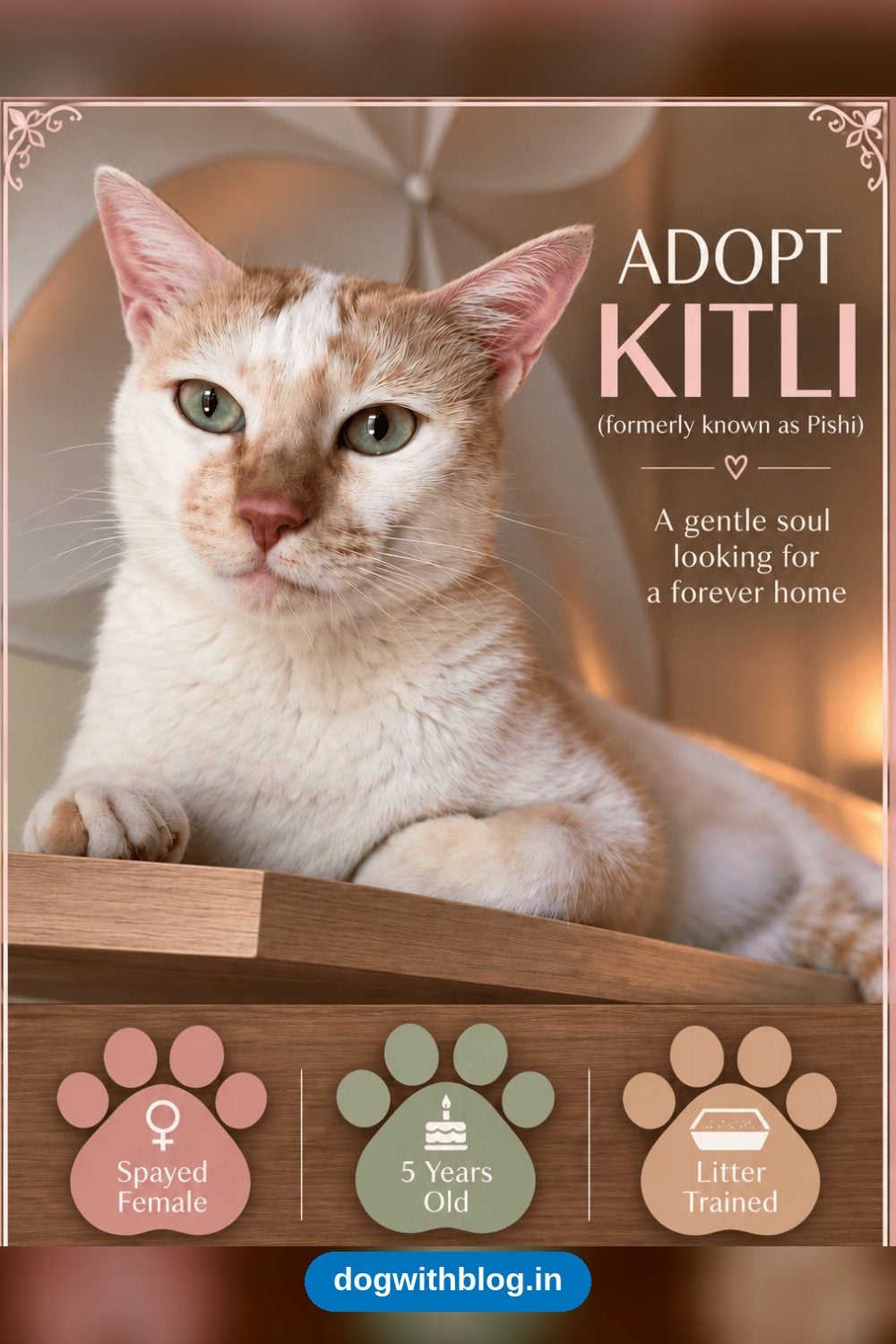 Kitti, a Five-Year-Old Spayed Cat, Needs a New Home After a Resident Cat Rejected Her — Mumbai