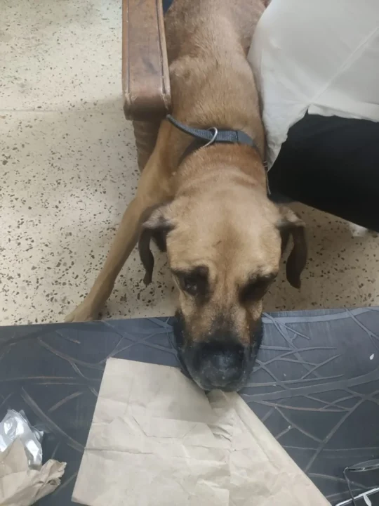 Two Bonded Rescue Dogs Need a Permanent Farm Home