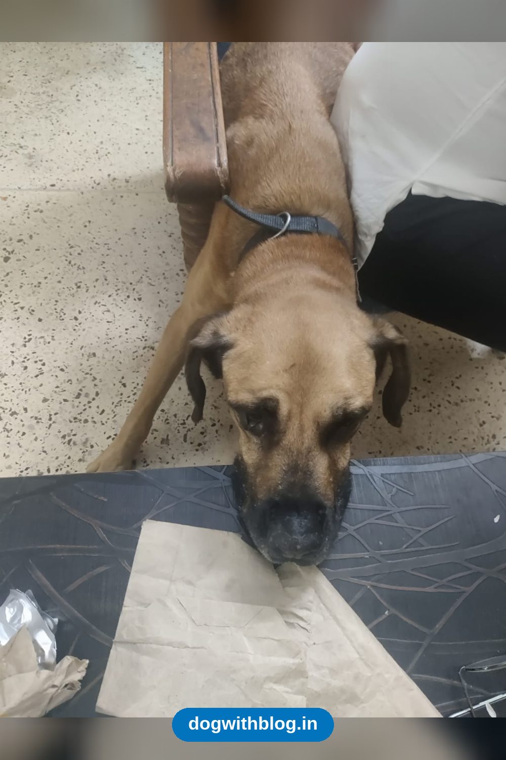 Two Bonded Rescue Dogs Need a Permanent Farm Home — Delhi NCR